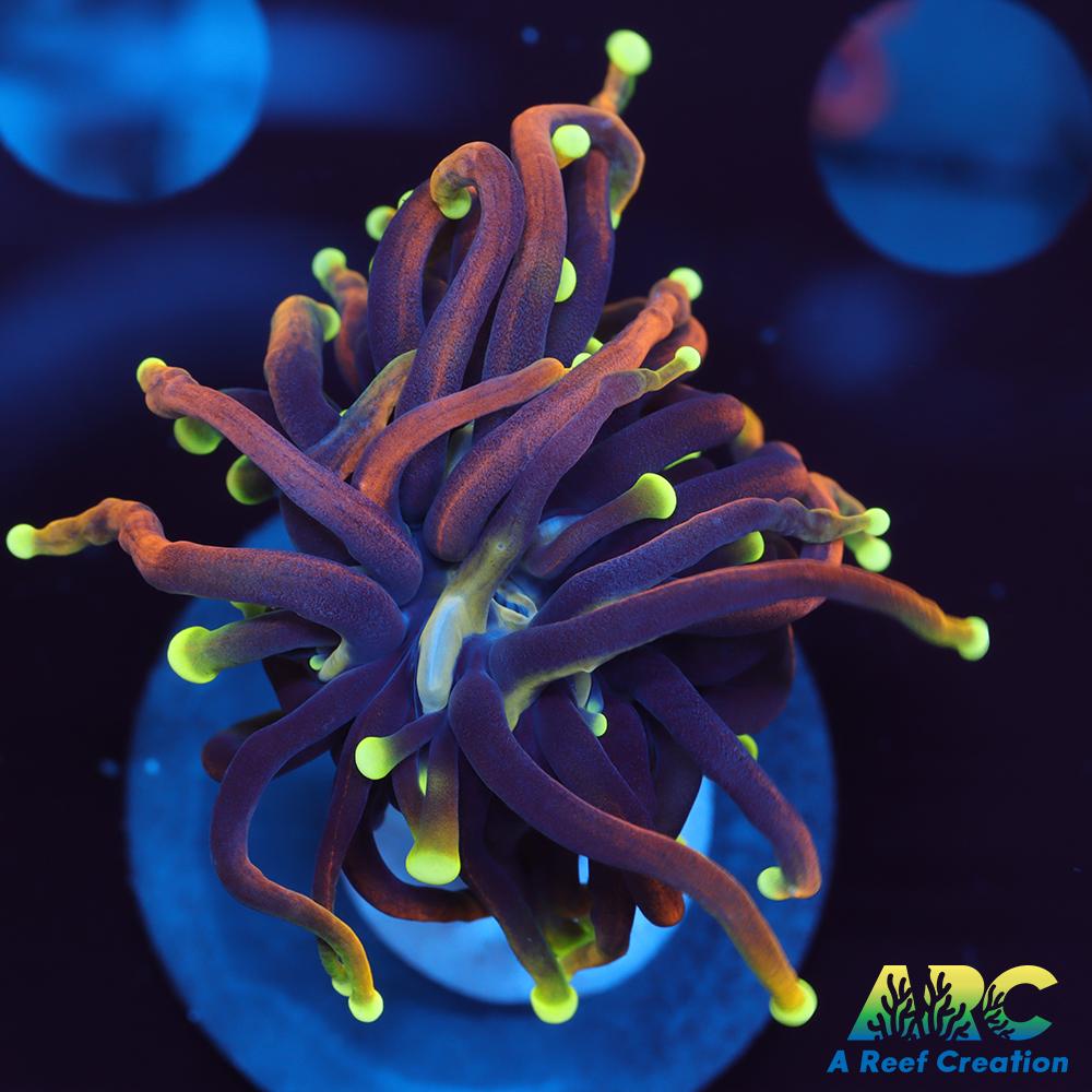 OG Dragon Soul Torch