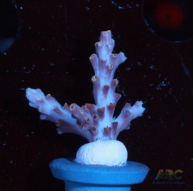 ARC Frozen Goldfinger