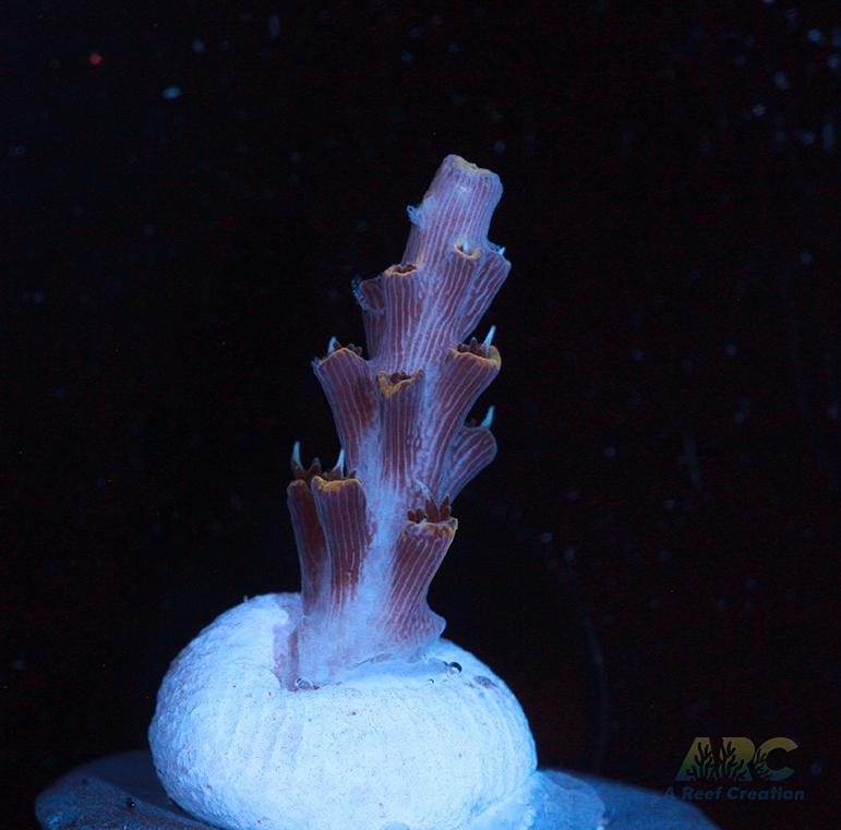 ARC Frozen Goldfinger