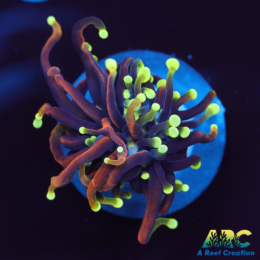 OG Dragon Soul Torch