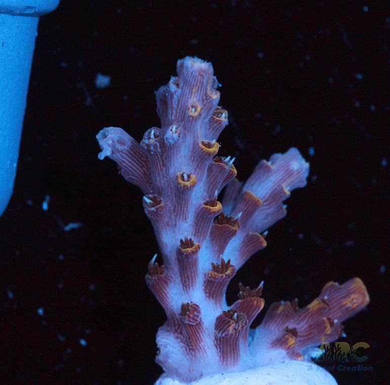 ARC Frozen Goldfinger