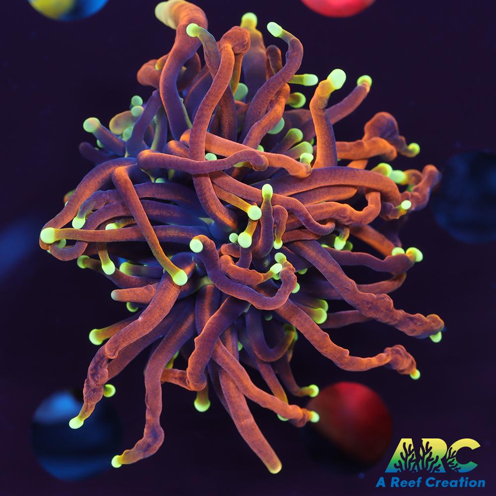 OG Dragon Soul Torch