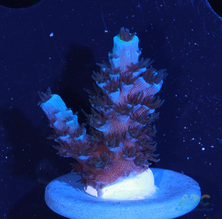 Tony's Cookie Monster