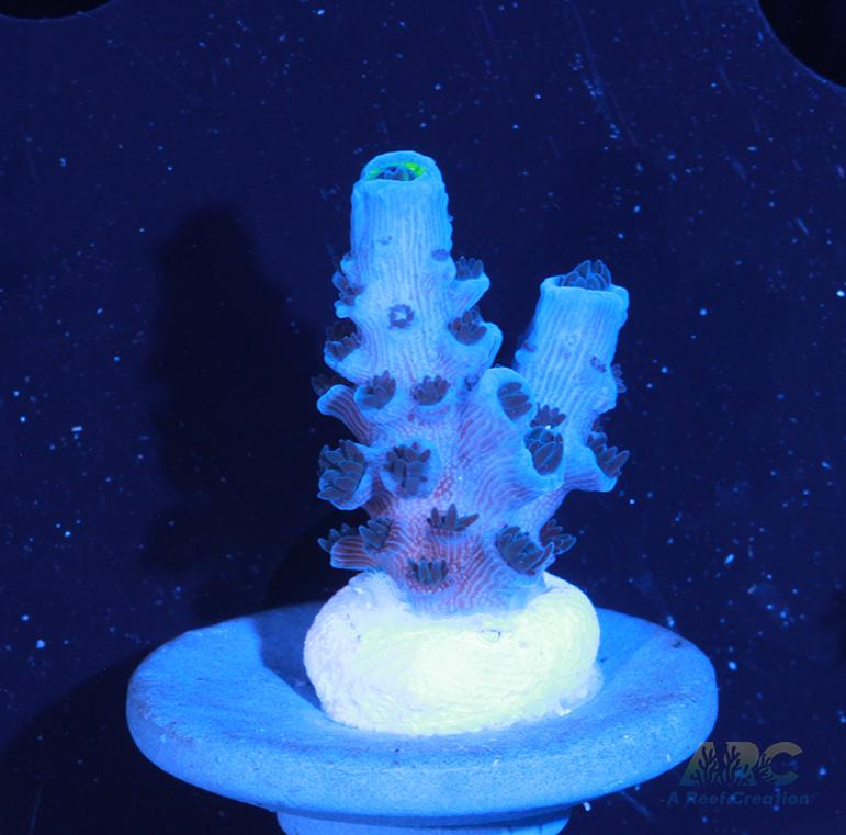 Tony's Cookie Monster