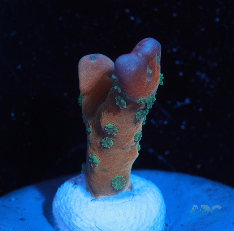 RRC Tropicana Anacropora