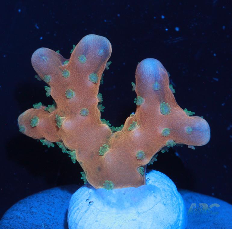 RRC Tropicana Anacropora