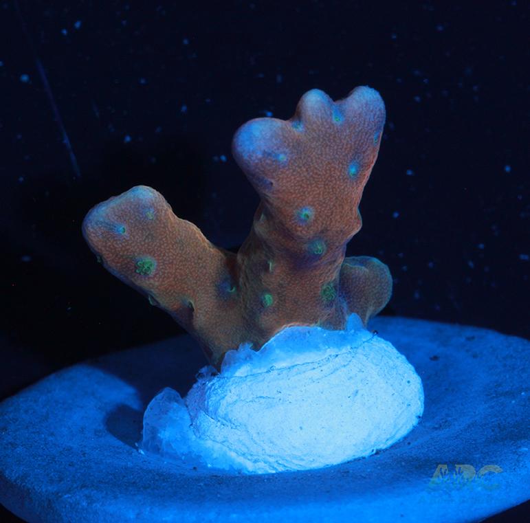 RRC Tropicana Anacropora