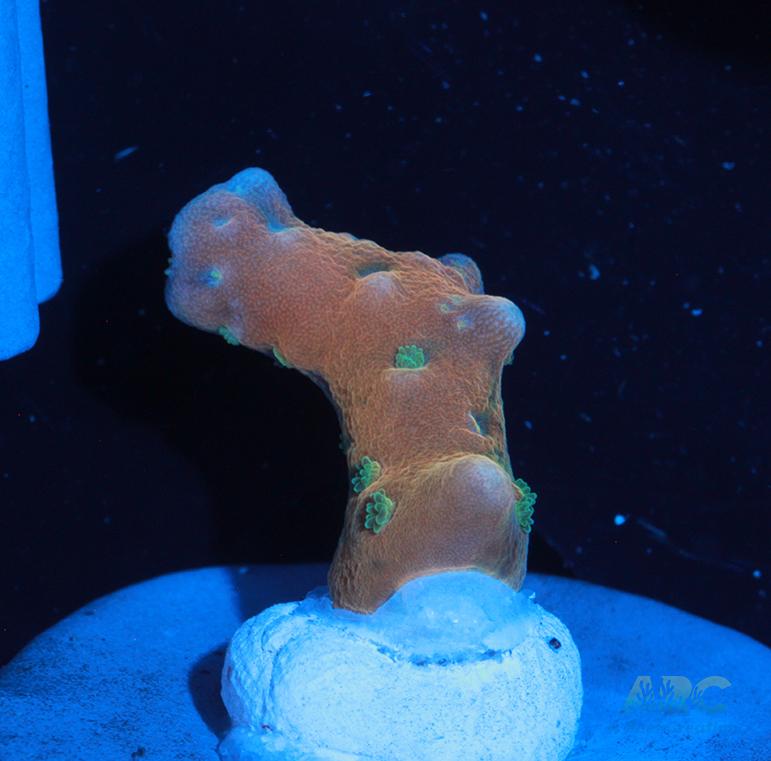 RRC Tropicana Anacropora