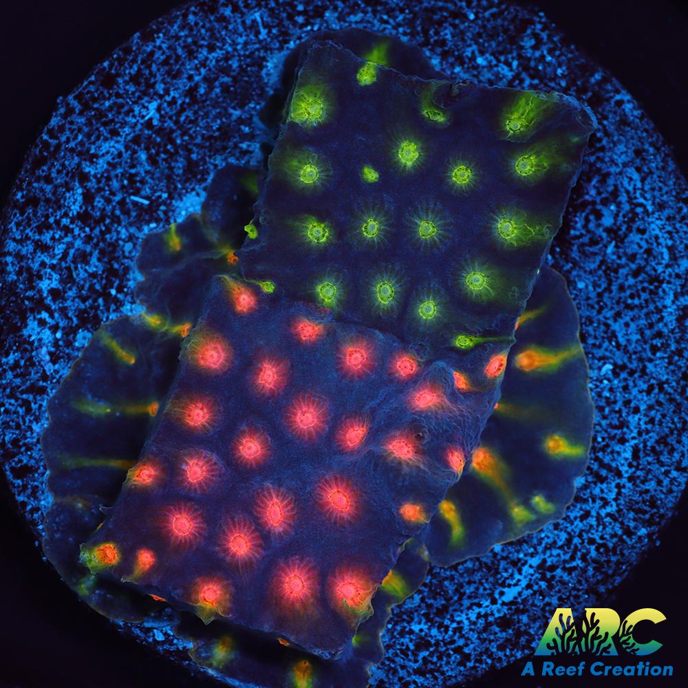 ARC Monet's Madness Cyphastrea