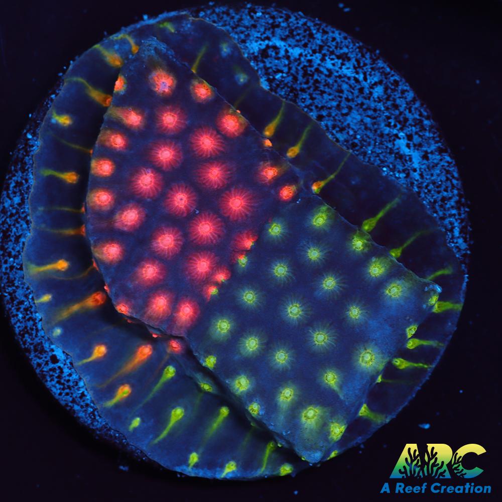 ARC Monet's Madness Cyphastrea