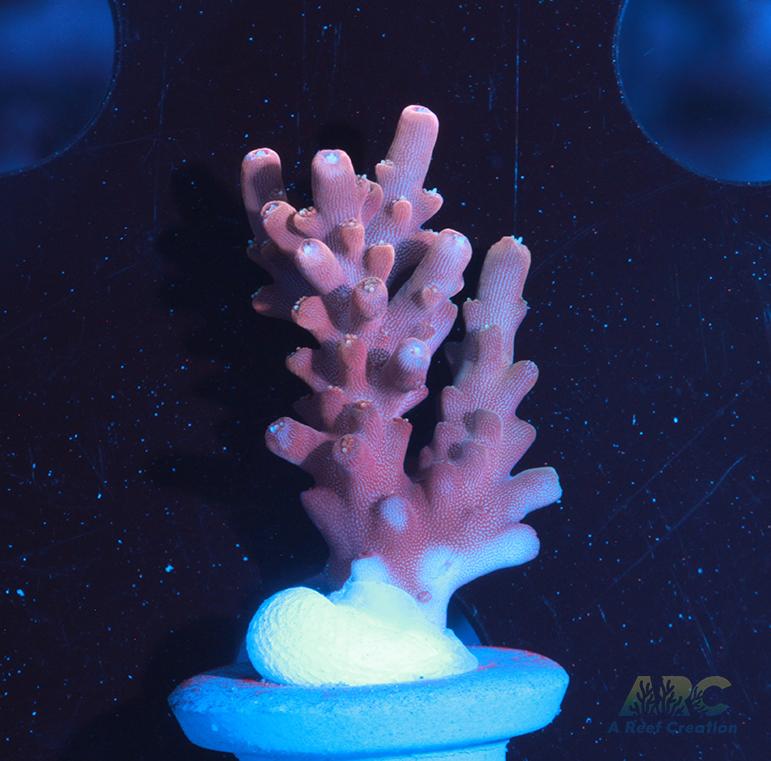 New Release! ARC Dark Angel Acro