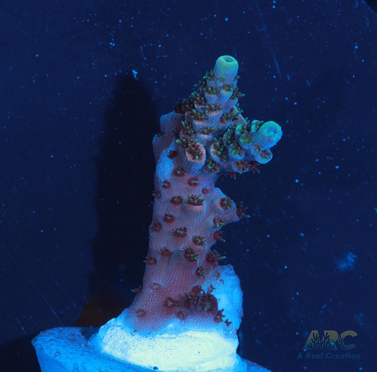 Sanjay's Party Time Table