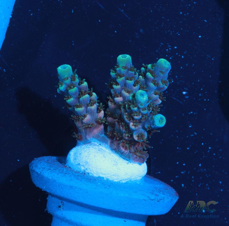 Sanjay's Party Time Table