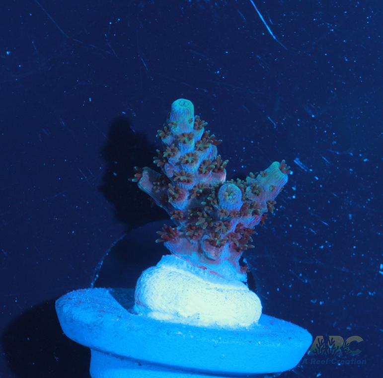 Sanjay's Party Time Table