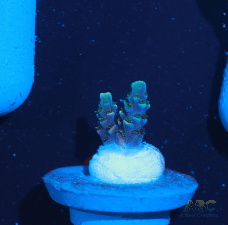 Sanjay's Party Time Table