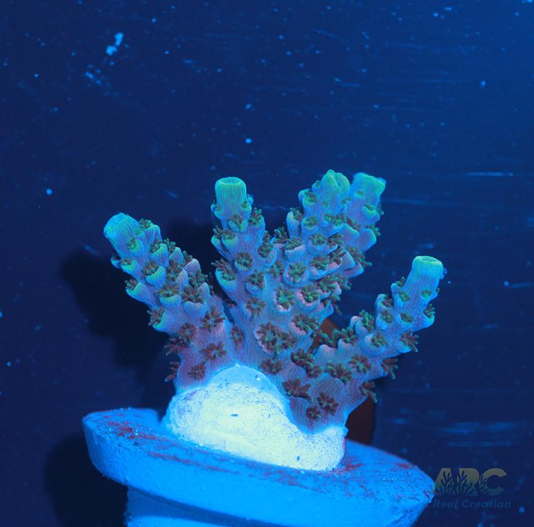 Sanjay's Party Time Table