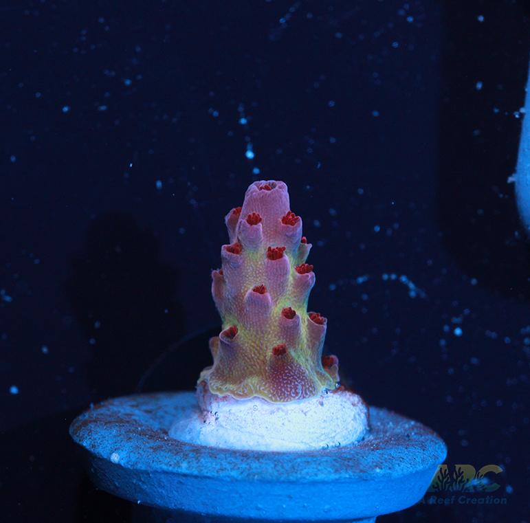 ARC Patrick Star Table