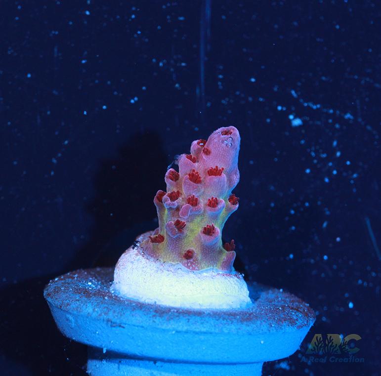 ARC Patrick Star Table