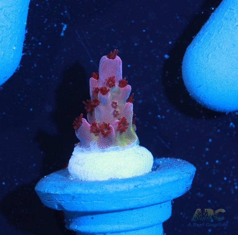 ARC Patrick Star Table