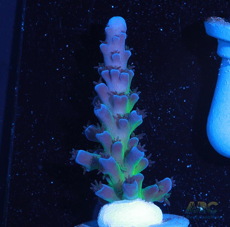 Cali Tort Acro
