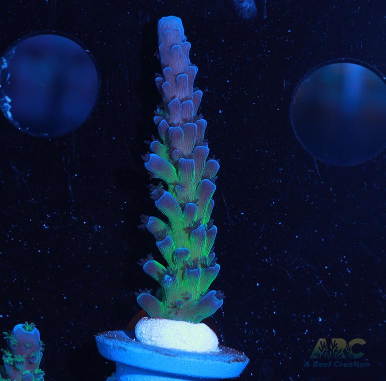 Cali Tort Acro