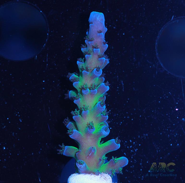 Cali Tort Acro