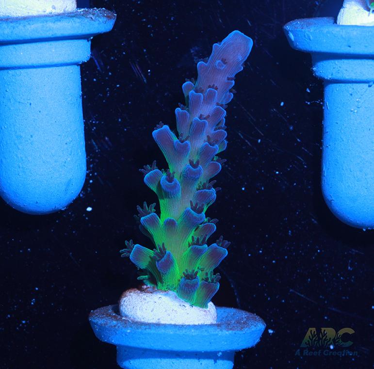 Cali Tort Acro
