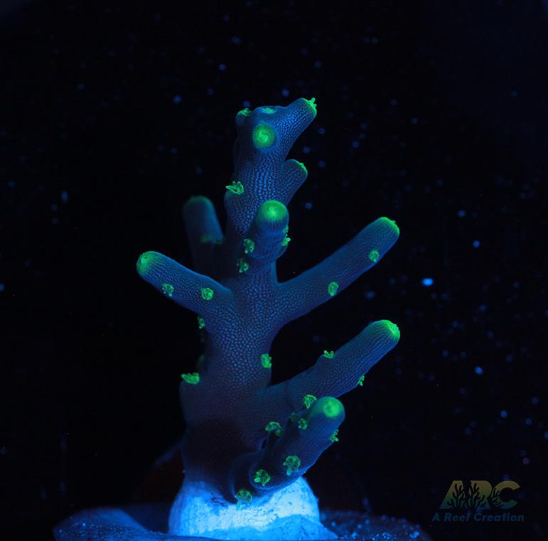 CC Needle in a Haystack