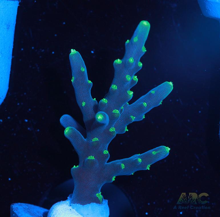 CC Needle in a Haystack