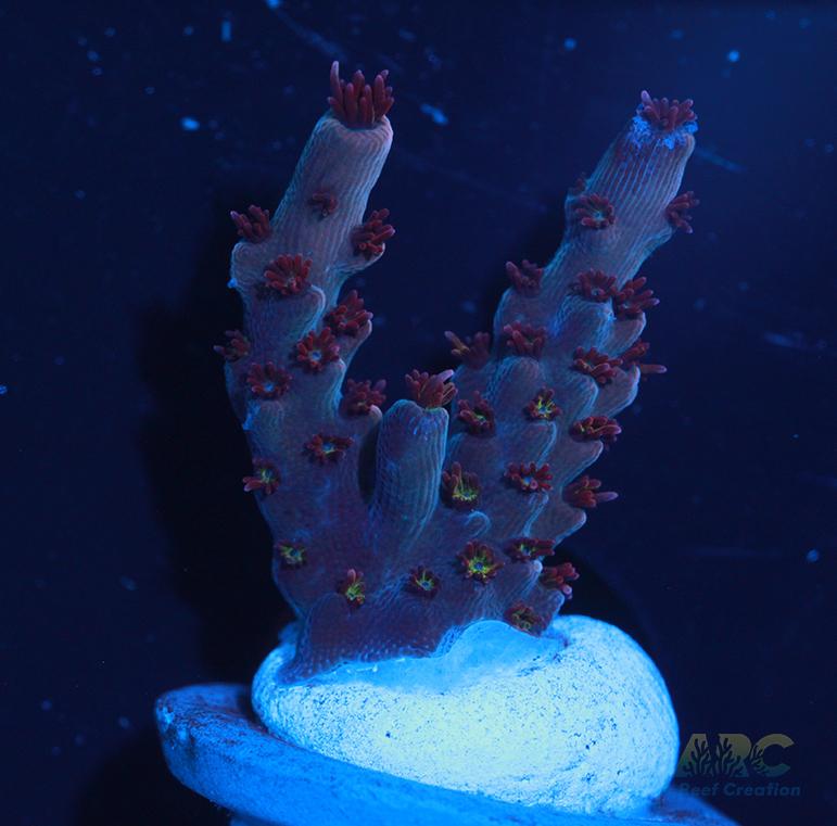 ARC Pomegranate Acro