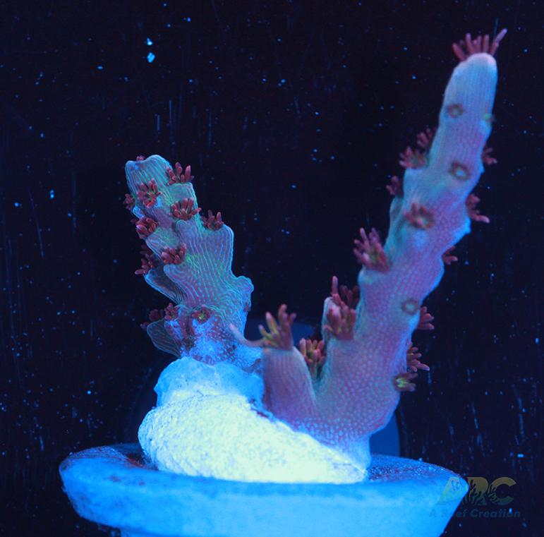 ARC Pomegranate Acro