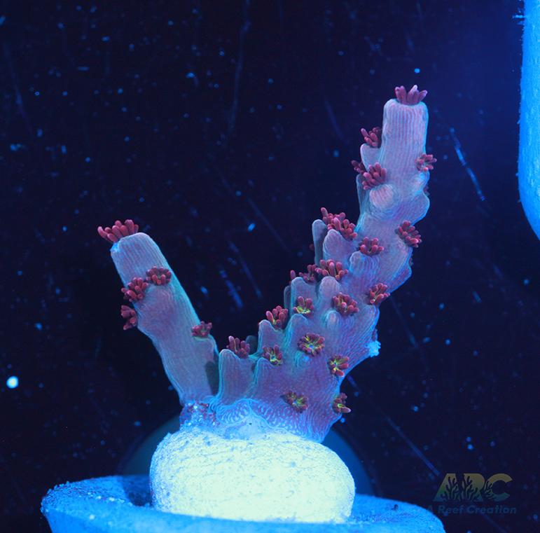 ARC Pomegranate Acro