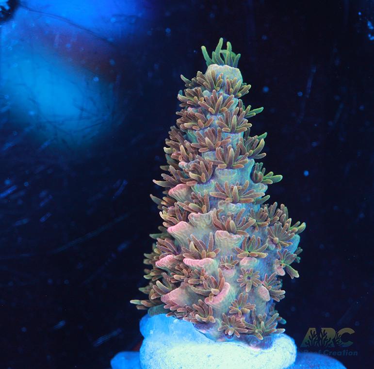 JF Solar Flare Milli