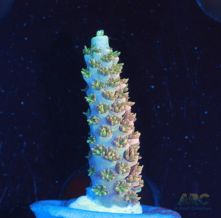 JF Solar Flare Milli