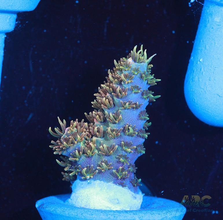 JF Solar Flare Milli