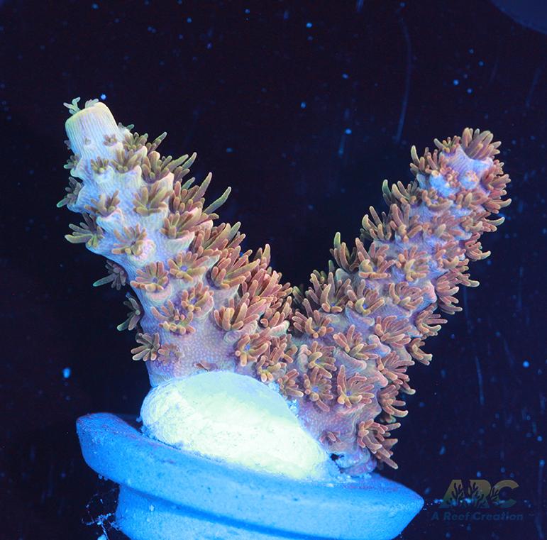 JF Solar Flare Milli