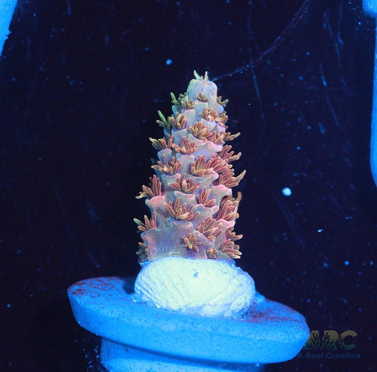 JF Solar Flare Milli