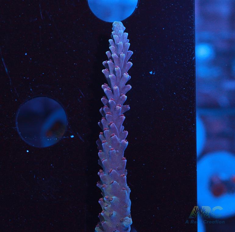 Sanjay's Concord Grape