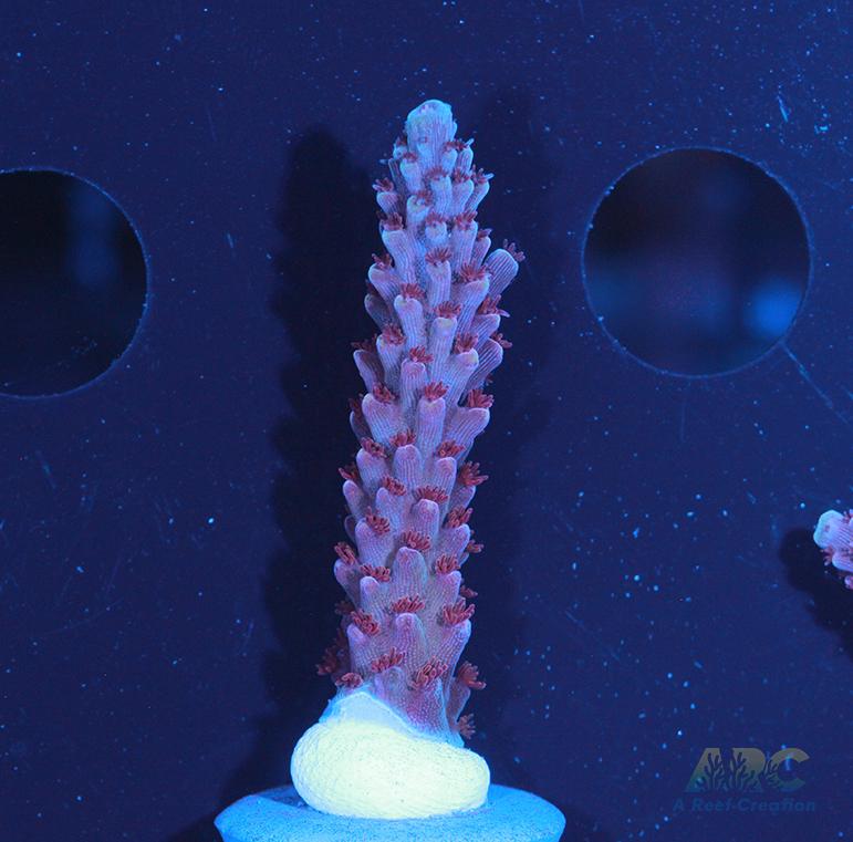 Sanjay's Concord Grape