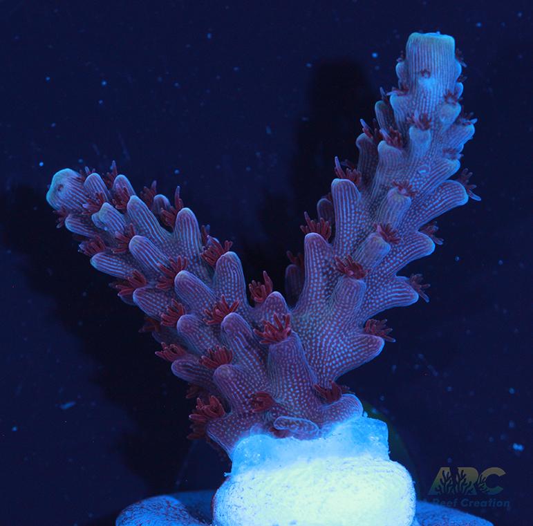 Sanjay's Concord Grape