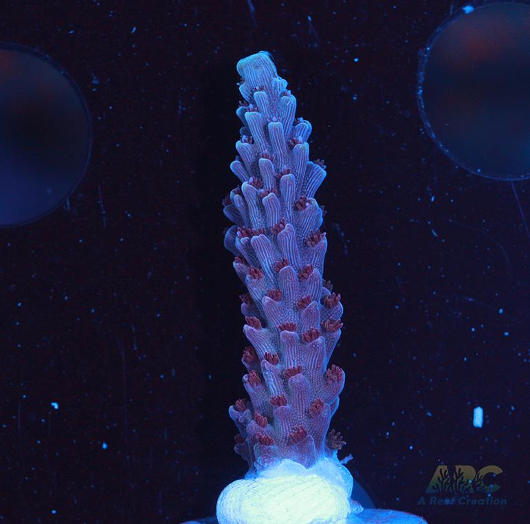 Sanjay's Concord Grape