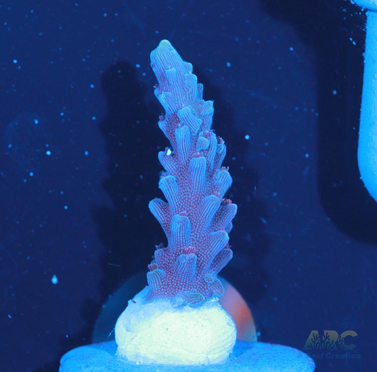 Sanjay's Concord Grape