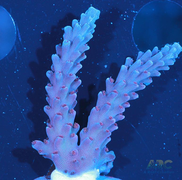 Sanjay's Concord Grape