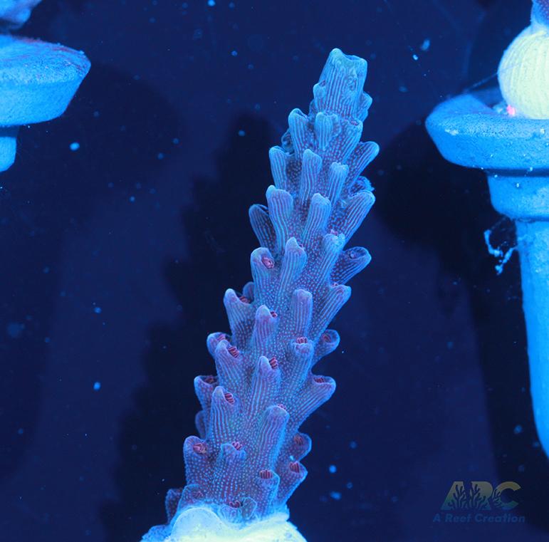 Sanjay's Concord Grape