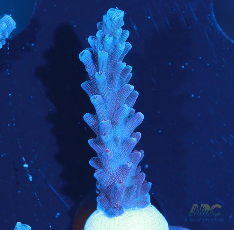 Sanjay's Concord Grape