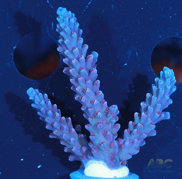 Sanjay's Concord Grape