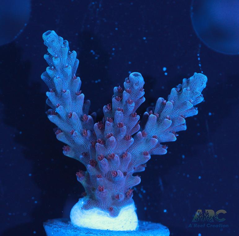 Sanjay's Concord Grape