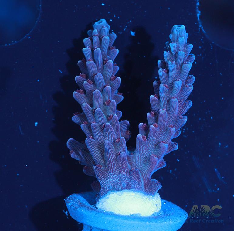 Sanjay's Concord Grape