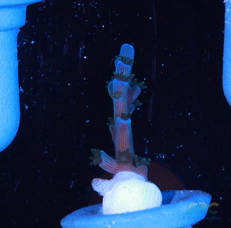 ARC Blueberry Echinata