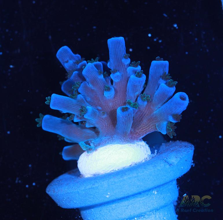 ARC Blueberry Echinata